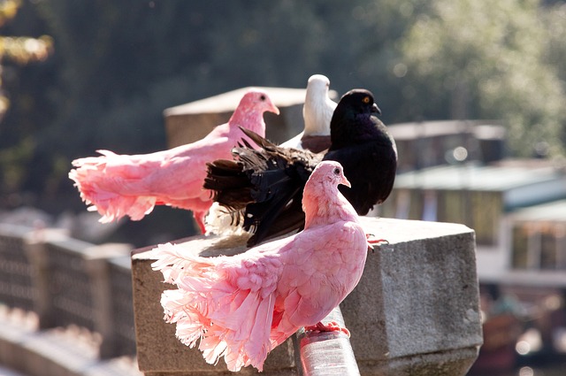 也令場邊觀 也令場邊觀